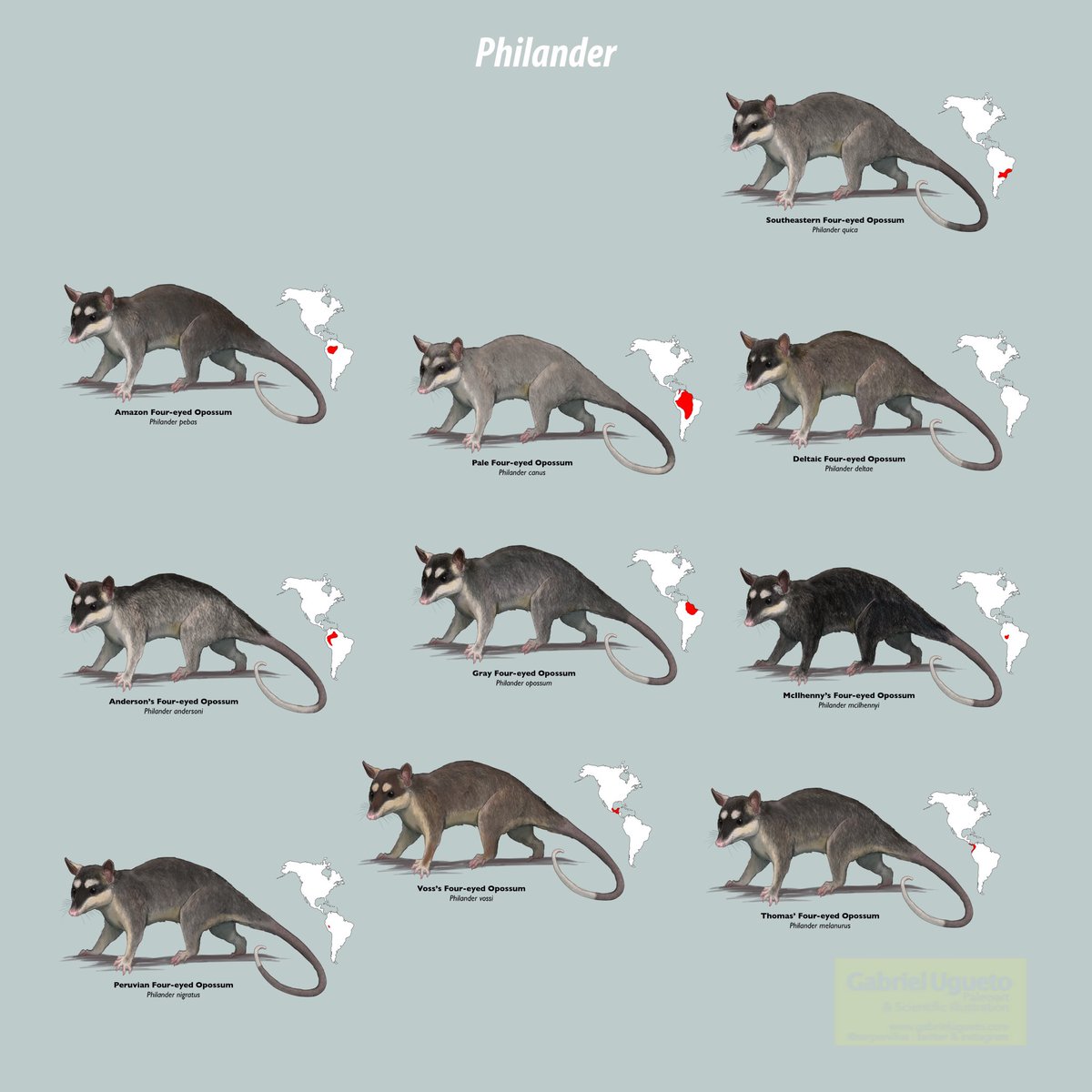 SerpenIllus's tweet photo. There are over 110 species of #marsupials in the Americas (primarily South America) yet most people don’t know about them. Here is a small sample of them. These sketches are of the tribe Didelphini of Didelphid marsupials, some of the most common #opossums #sciart #MammalMonday https://t.co/JqMKVxQDtq