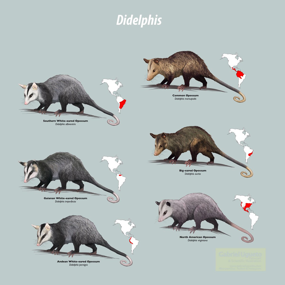 SerpenIllus's tweet photo. There are over 110 species of #marsupials in the Americas (primarily South America) yet most people don’t know about them. Here is a small sample of them. These sketches are of the tribe Didelphini of Didelphid marsupials, some of the most common #opossums #sciart #MammalMonday https://t.co/JqMKVxQDtq