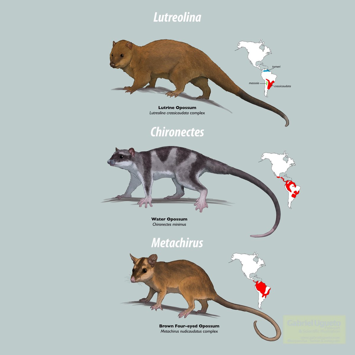 SerpenIllus's tweet photo. There are over 110 species of #marsupials in the Americas (primarily South America) yet most people don’t know about them. Here is a small sample of them. These sketches are of the tribe Didelphini of Didelphid marsupials, some of the most common #opossums #sciart #MammalMonday https://t.co/JqMKVxQDtq
