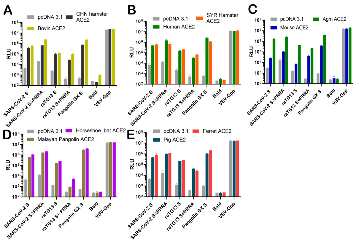 Finally, in the last figure, again an experiment performed in 293T cells outfitted with ACE2 receptor from different animals (from before and here again shown not to depend on S1/S2 FCS function even in SARS2)...