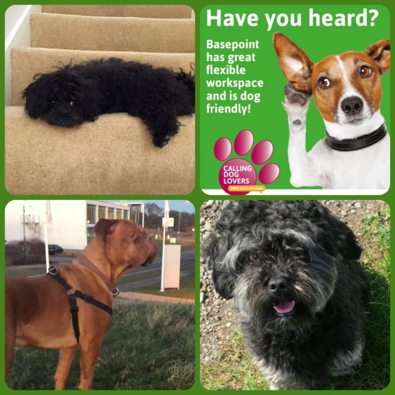 Did you know we are a dog friendly centre? We offer many different types of flexible work space to fit your needs! Call us on 0208 068 9158 for more information #DogLovers #FlexibleWorkspace #BasepointLuton