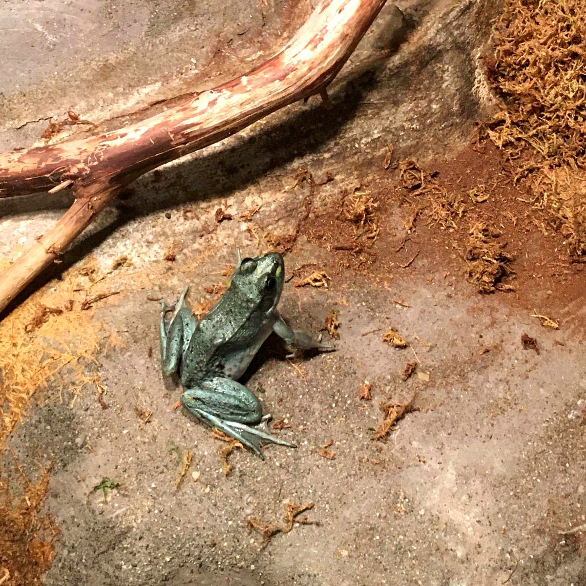 Fluvarium's tweet photo. 1 Fish, 2 Fish, Red Fish, BLUE FROG ❓❗❓
We have a new resident at the #Fluvarium and her name is Sapphire! She is extremely rare and finding one of these blue frogs is 1 IN A MILLION !! 💙🐸 #bluefrog #rarefrog #newfoundland https://t.co/hyVhvKazyO