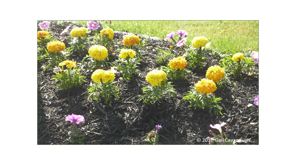 GCFinSol's tweet photo. #flowerphotography #jigsaw #puzzle #COVID #ADHD #familyfun #familytime #seniors #relationships #orderonline #giftsforher #ChristmasInJuly 
Mellow Yellow Jigsaw Puzzle https://t.co/zsPZ1HEzzJ https://t.co/A3R5AQsMyY