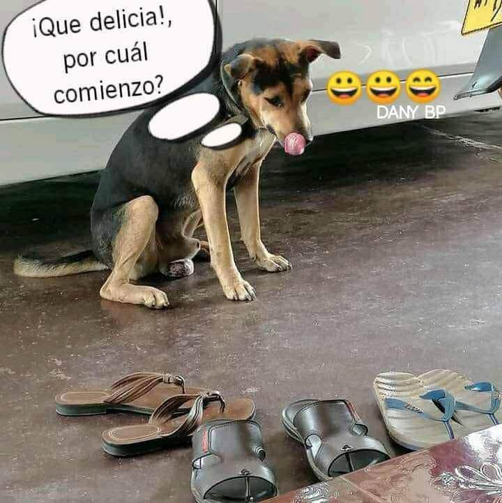 geovy1937's tweet image. Las travesuras de Firulais 🤣🤣🤣🤣. Quién ha pasado por tan selecta elección 🤣🤣🤣
#HumorPerruno