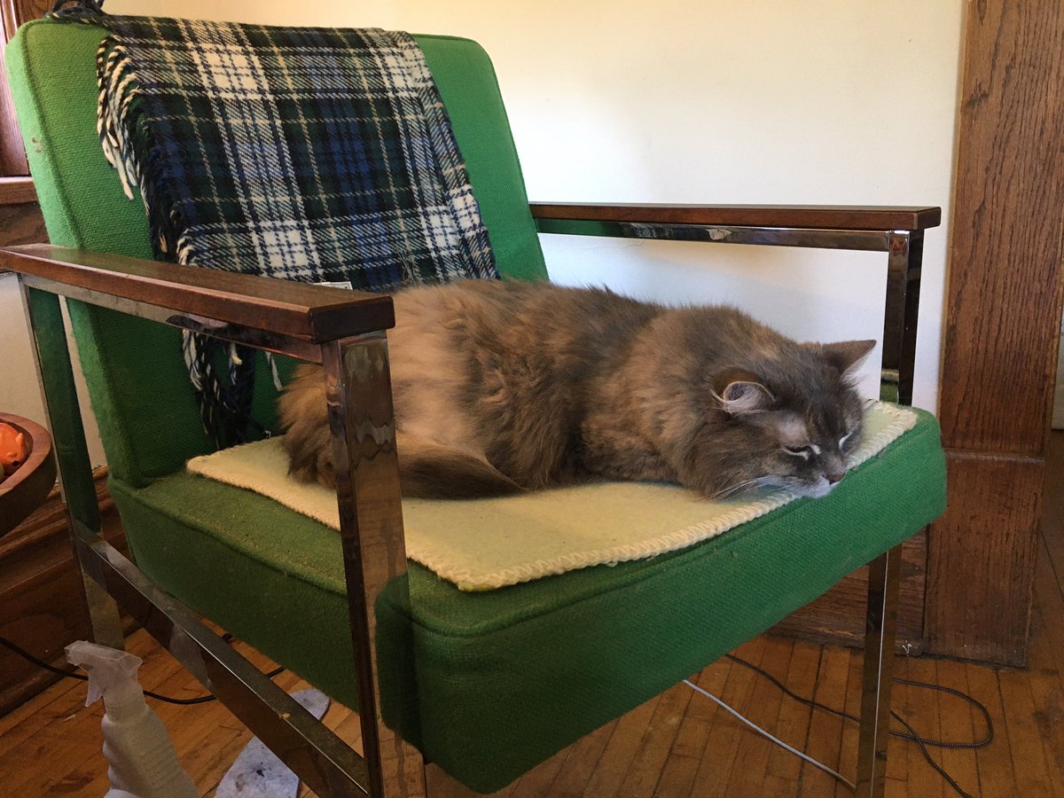 norskieMN's tweet photo. I spoke too soon. Moments after that tweet, cat sat up, glared at me, and now we’re back to discombobulation. Which, TBH, is a theme of the last five months. #ChairWars https://t.co/1JN192bxyg
