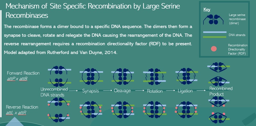 Previous research explains the mechanism of large serine integrases (Rutherford et al, 2014,  https://pubmed.ncbi.nlm.nih.gov/24509164/ ) and shows that the recombinase co factor, the Recombination Directionality Factor (RDF), is key in recombination. 8/12