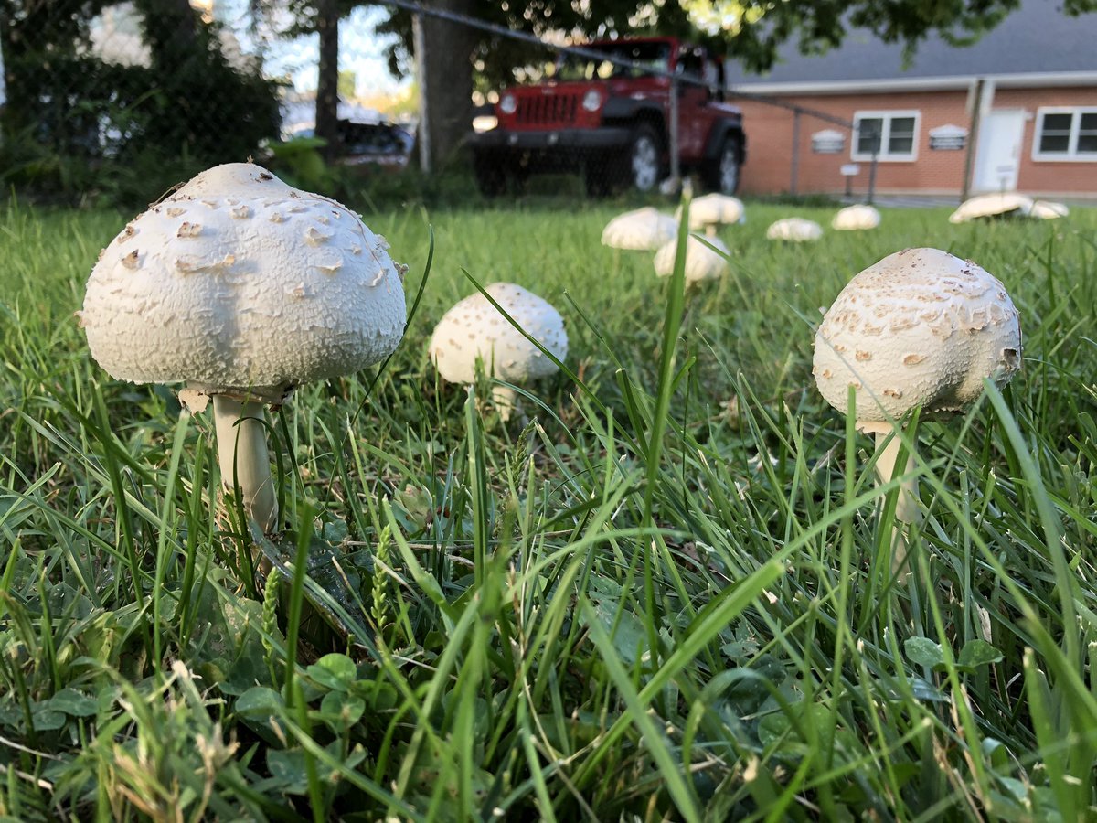 Found these guys growing on this beautiful Mycology Monday. Use the code MycoMonday for 10% off your order today!