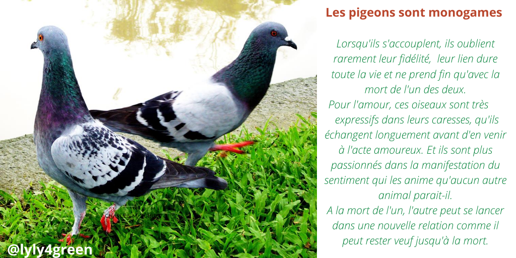 lyly4green's tweet photo. 🦜🍀Les pigeons sont fidèles en amour 💚💛
La #nature est magnifique🍀

#naturelovers #animaux #beautiful 
@GreenAfrica9 @djibrilix1 https://t.co/61JPJQn046