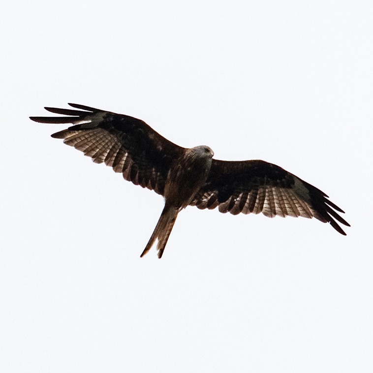 trevtography's tweet photo. All snapped from the same spot in a matter of minutes from a back garden in #ChippingNorton. Lovely to see the #redkite overhead. https://t.co/j2dEDansnJ
