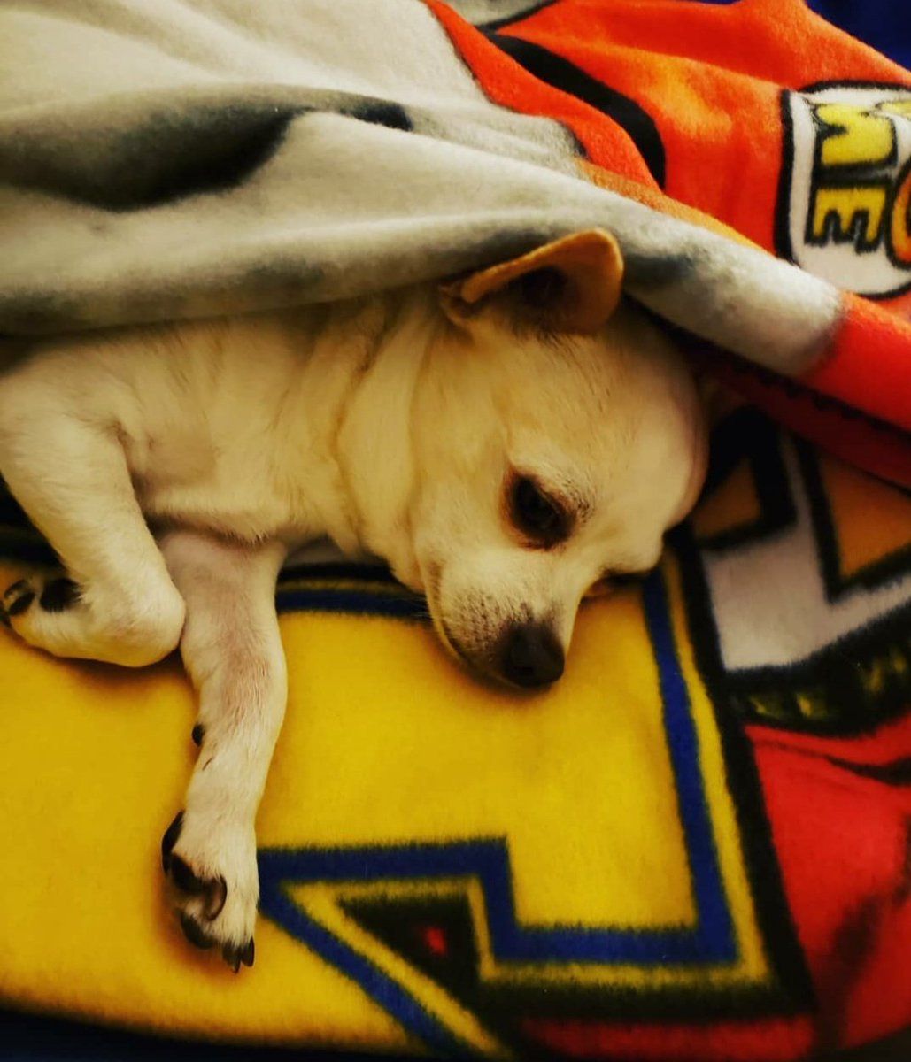 TexSun48's tweet photo. #MyBestPartnerInLifeIs this cutie pie. https://t.co/4rVlBhHlsM