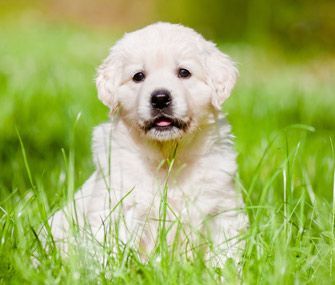 Austin_Vets's tweet photo. These 7 steps are key to establishing good and healthy habits for your #puppy. 😊https://t.co/Mx0DyfNY0W #atx #austinvet #dogsoftwitter #PuppiesOfTwitter #MondayMotivation @Austin_Vets https://t.co/ePm3m4daxr