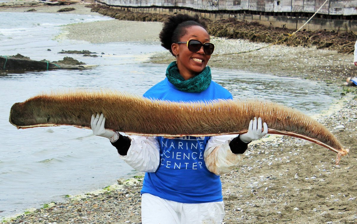 EarthEcho's tweet photo. Join us on Wednesday as we wrap up the #STEMExplore season with Dr. Karlisa Callwood, Director of the Community Conservation Action Program at @PerryInstitute.
Wed. July 29 — 1:00 PM (ET)
Register: https://t.co/UQiIwHJsvy
#STEM #GirlsinSTEM #WomeninSTEM #STEMcareers https://t.co/rqLXjydmX2