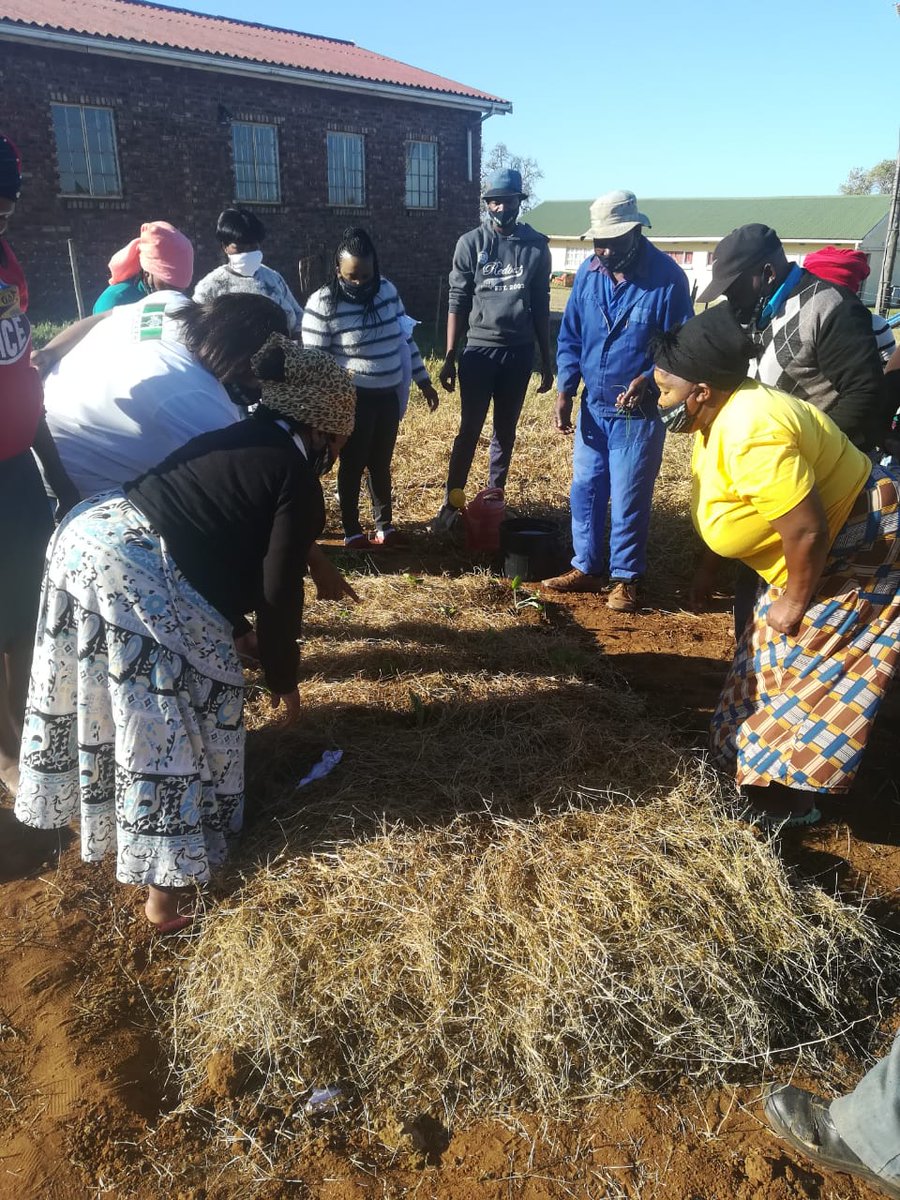 UmthathiP's tweet photo. Training community members in food gardening #MondayMotivaton with @RUengagement as a partner and supported by @fastenopfer. #COVID19 support. https://t.co/BFfO99WgNj