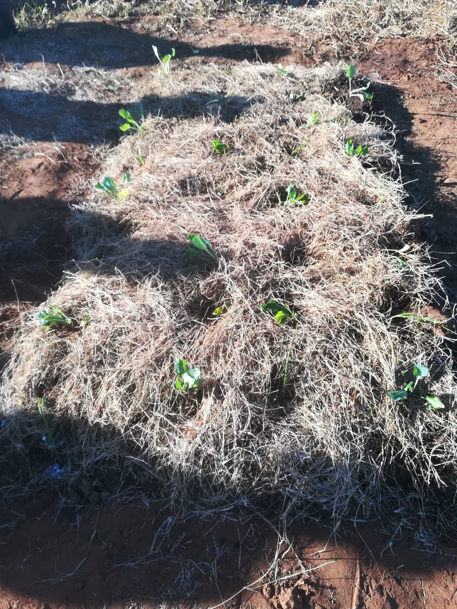 UmthathiP's tweet photo. We can overcome this current drought and dry weather conditions by implementing in permaculture #MondayMotivaton together with our partners @RUengagement and @RadioGtown102fm https://t.co/89Nue5IrBX