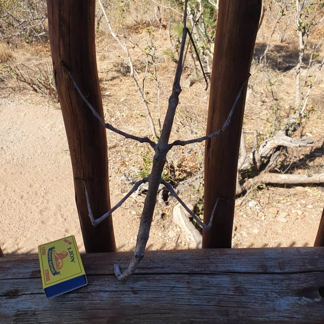 BotetiLodge's tweet photo. Spotted:

Stick insect measuring about 30cm..
.

#botetisafaris #boteti #botswana #africa #safari #wildlife #big5 #botetitentedsafarilodge #okavangodelta #nature #beautifuldestinations #exploremore #letsgosomewhere #vscogoodshot #chasinglight #takemethere #lifewelltravelled https://t.co/XmoXOq9c3n