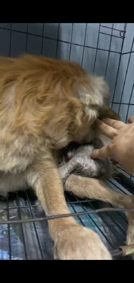 IndAnimalovers's tweet photo. 5. Kisah tragis anjing #SABI bs lgsg kawan2 simak di sini. Say hello dgn rescuer dan titip doa buat Sabi pasti akan sgt manis. https://t.co/HYpgee0yo8 https://t.co/GOMv8M1pA2
