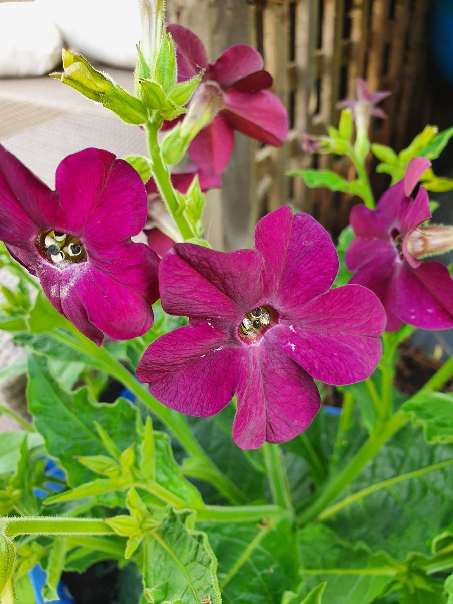 busymumlife's tweet photo. Can anyone identify these? #flowers #gardenquestions https://t.co/SzFLLyNpmY