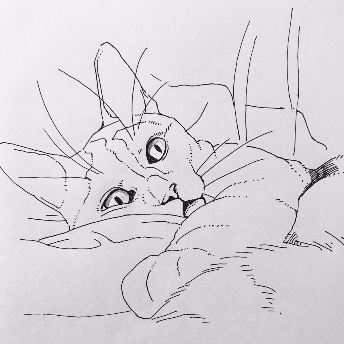 ネーコ 