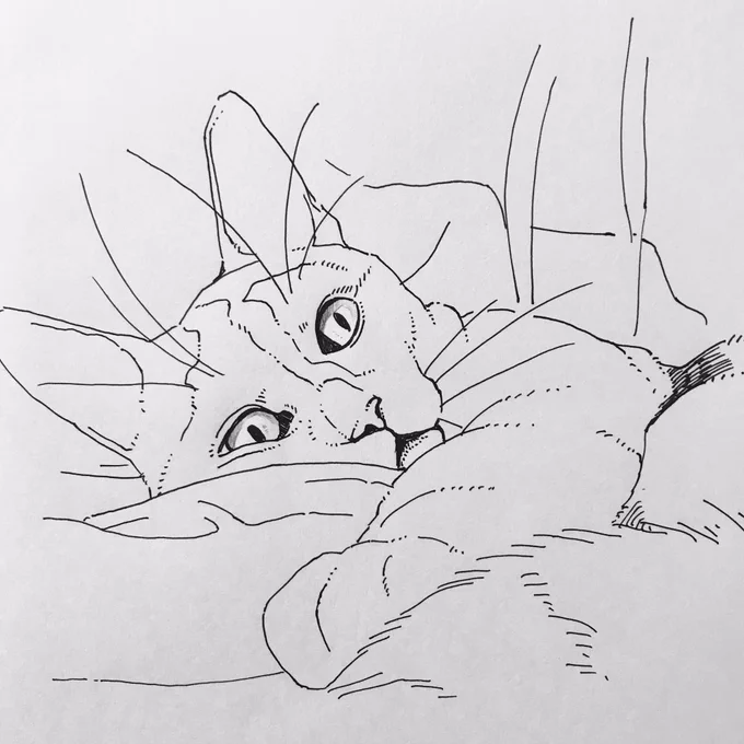 ネーコ 