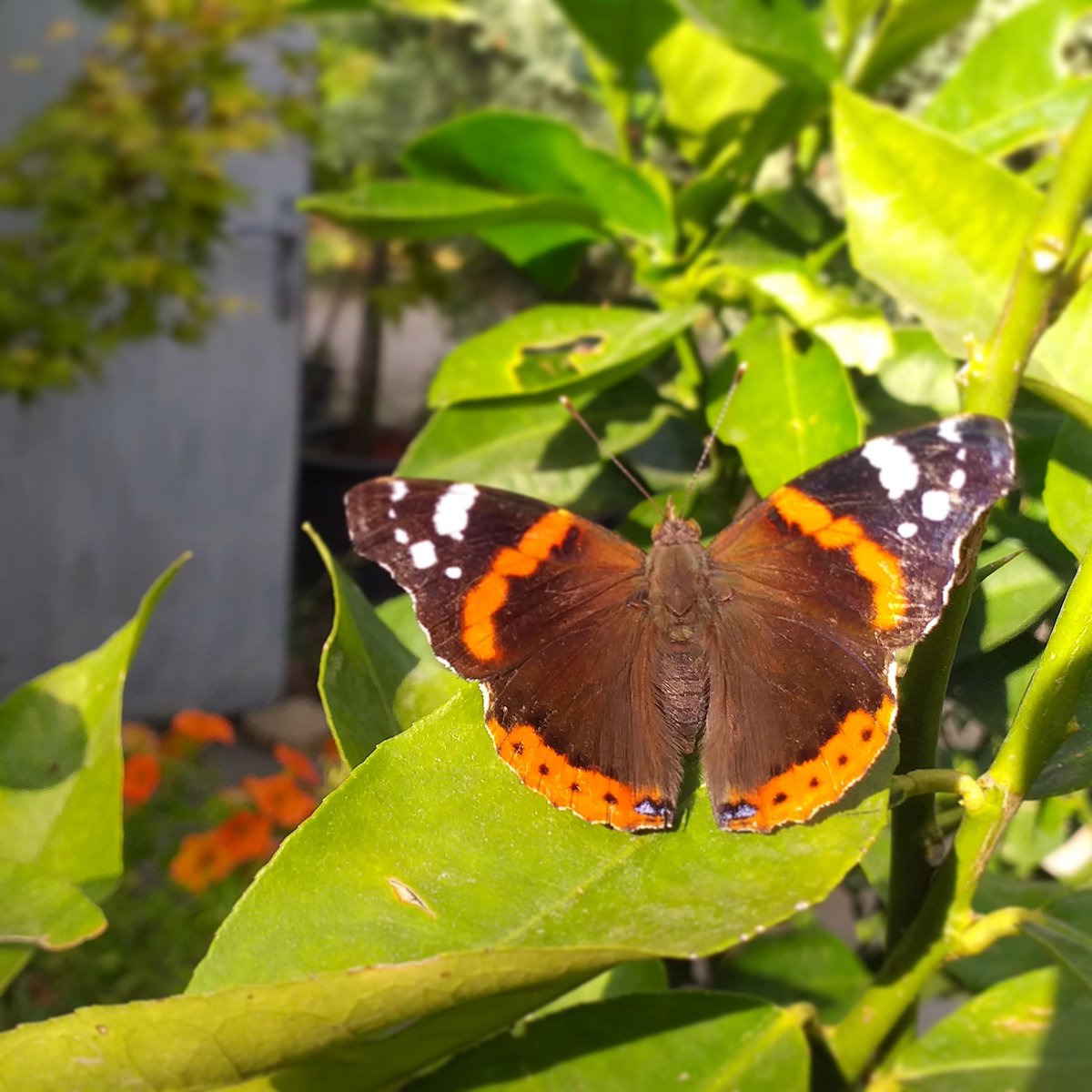 Bu fidanlık kelebeklerin bile ömrünü uzatır 😌 Limon yapraklarında kısa bir mola, Temmuz 2020, Egepark Fidancılık🌿

#butterfly #butterflyphotography #animals #nature #naturephotography #naturephotographer #lovenature #naturelovers #saveanimals #ignature #doğa #doğafotoğrafları