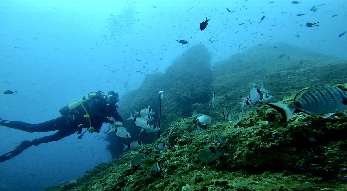 Besides raising environmental concerns, recreational fishing clashes with other sea users like SCUBA divers, whose hobby and business interests depend on fish remaining at sea unharassed (on this picture, <a href="/agulucardi/">Agustin Lucardi 🏳️‍🌈</a> introduces curious local fauna to our 360° camera)