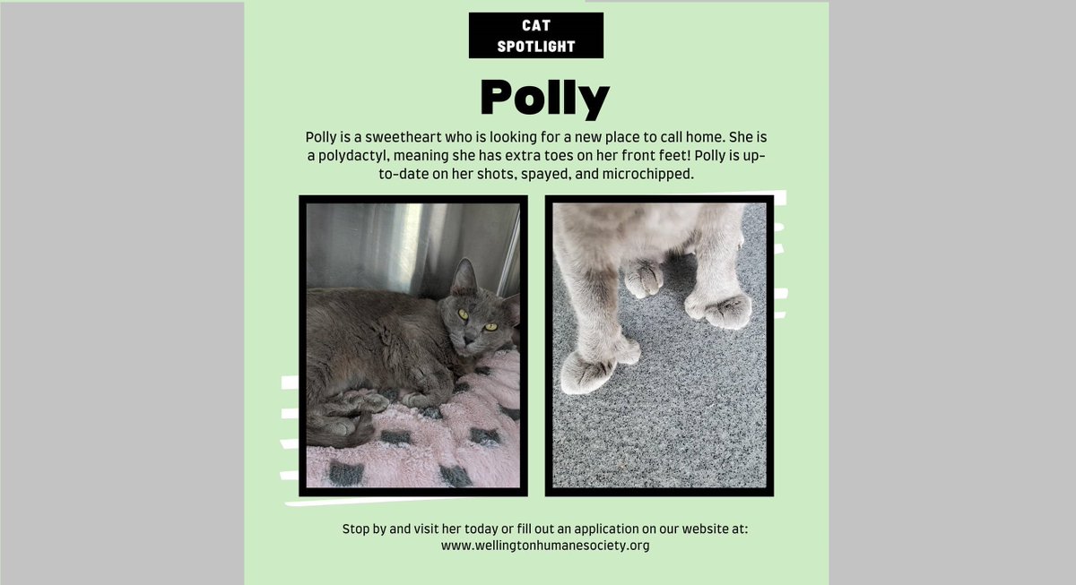 SUHumaneSociety's tweet photo. Looking for a unique cat? Polly is your girl! She is a polydactyl, with extra toes on her front feet. She is a sweetheart! Fill out an application and schedule an appointment to meet her or stop by Wed-Sat during business hours. Adoption fee is only $30. https://t.co/YDcHoCoxMv