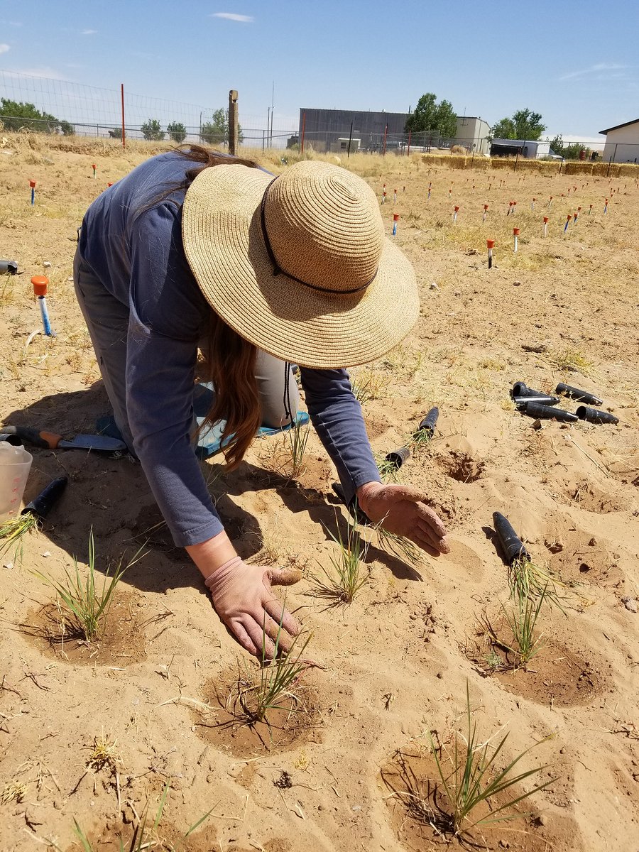 USGSAZ's tweet photo. All 1,224 seedlings at a #RAMPSRestoreNet site are planted by hand! Here, Kathleen from @EcossNau carefully plants native grass at our experimental site in Tolani Lake, Arizona. Find out more: https://t.co/SP3WrJ8huO
#USGS_SBSC #USGSEcosystems https://t.co/lGMVnsIAOx