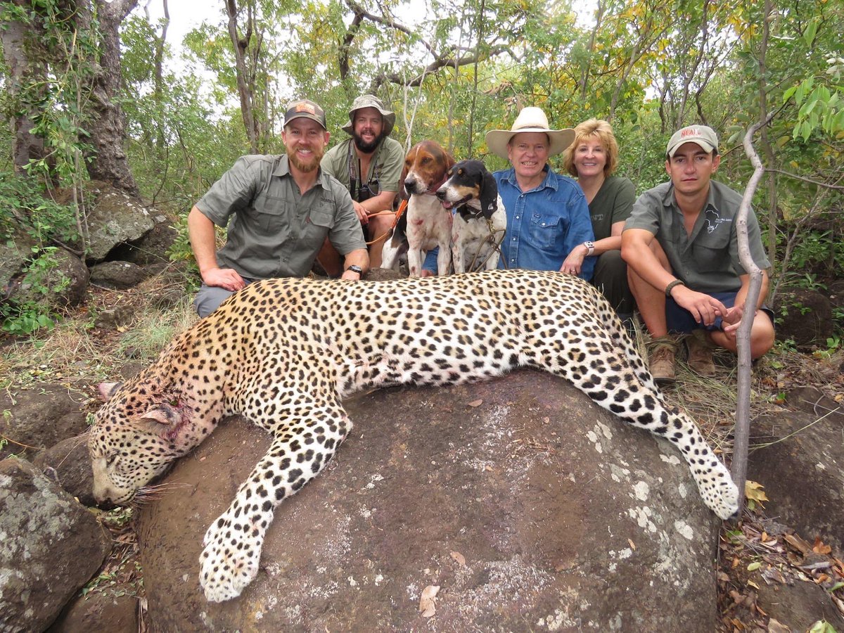 XposeTrophyHunt's tweet photo. Wade Lemon Hunting &amp; son Kalan Lemon- guide in his Dad’s hunting outfit &amp; co-owner of Tri-State Metal Roofing Supply, took the Utah family to Zimbabwe to hunt a leopard, with dogs.😒
🙏🏼leave a review for Kalan’s clients https://t.co/DPn5RAvebI
#BanTrophyHunting
🙏🏼RT
@zbleumoon https://t.co/bVzkMVZzj7