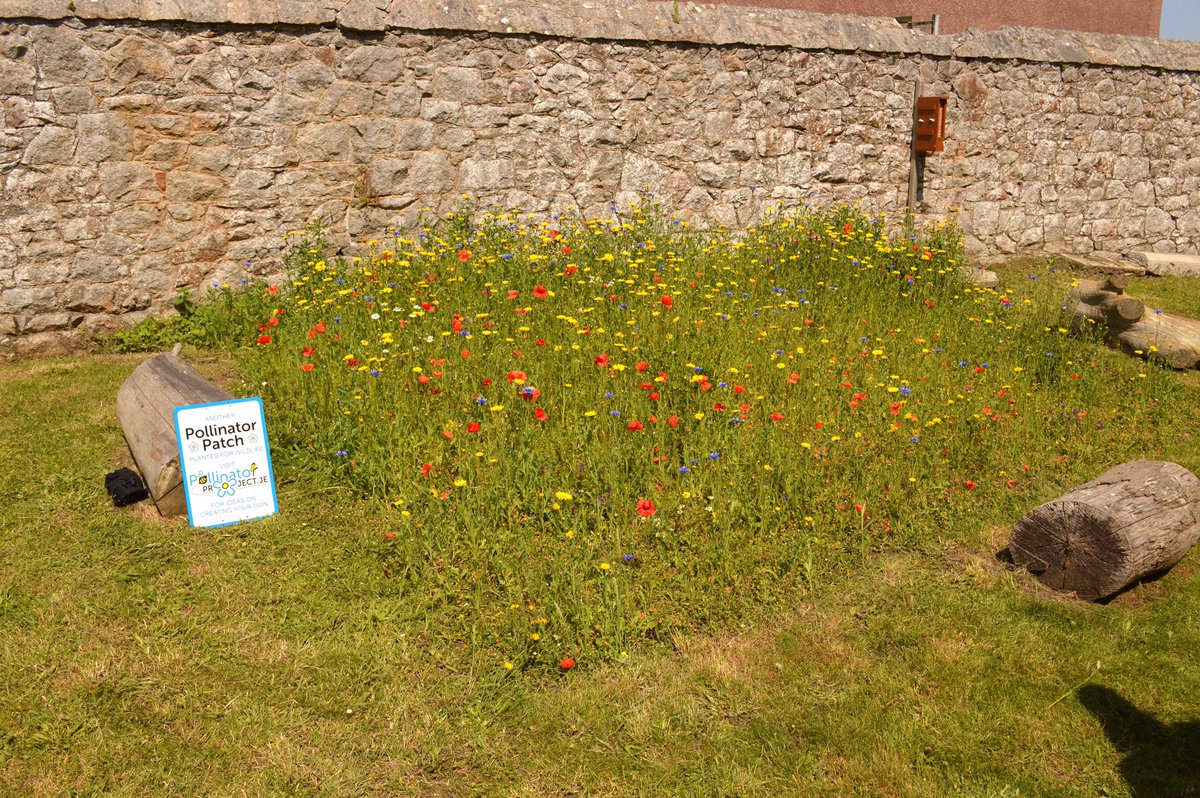 Record your Pollinator Friendly Areas! pollinatorproject.gg/map-your-polli… View Channel Island pollinator friendly areas pollinatorproject.gg/pollinator-fri… No size limit- it could be a tiny patch on your street, a window box or a wildflower meadow you have planted. #pollinators #pollinatorprojectje