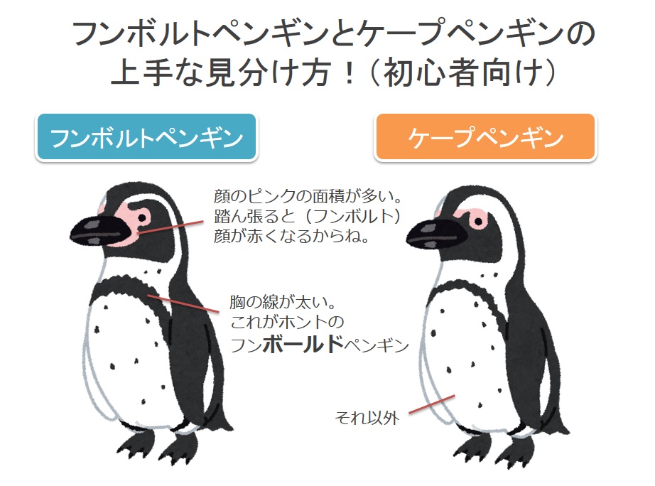 めｎち 猫のすめし A Twitter 水族館 動物園で見かけるペンギンが フンボルトペンギン か ケープペンギン のどっちかだ というところまでは判断できるんだけど そこから2択で毎回迷うって人いませんか 僕です ということで覚えやすい見分け方を作りました