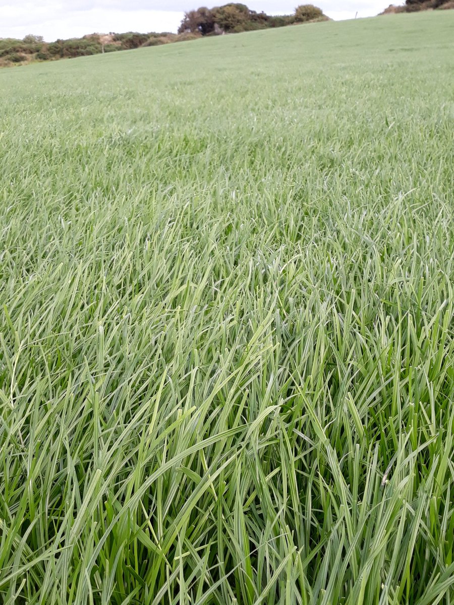2pintpaddy's tweet photo. Really starting to love the Abergain grass , more importantly the cows are starting to like it too. Paddock was grazed last Saturday 18th July and I just measured it and the cover is 1300kgs ... cows will graze it again 2mow morning #Abergain https://t.co/JMXQbl2mMe