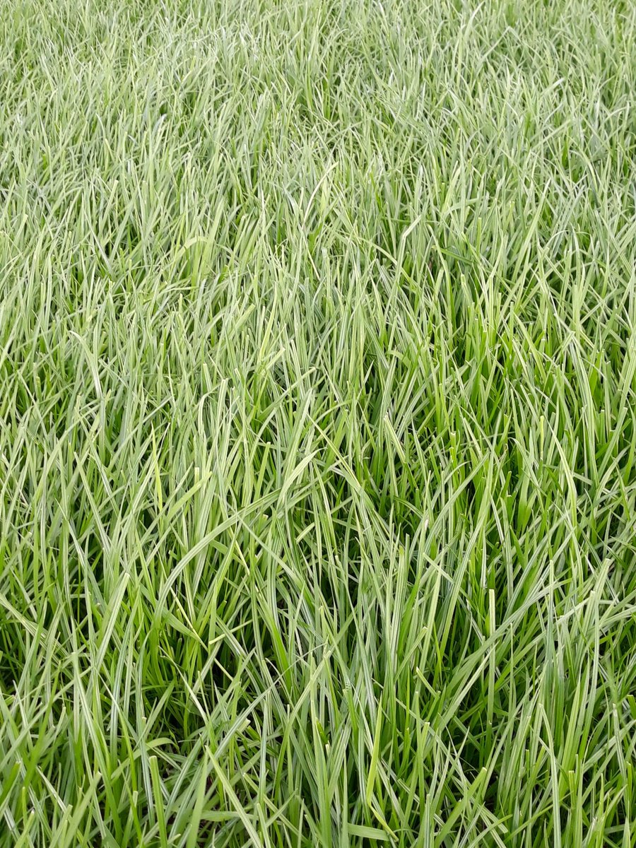 2pintpaddy's tweet photo. Really starting to love the Abergain grass , more importantly the cows are starting to like it too. Paddock was grazed last Saturday 18th July and I just measured it and the cover is 1300kgs ... cows will graze it again 2mow morning #Abergain https://t.co/JMXQbl2mMe