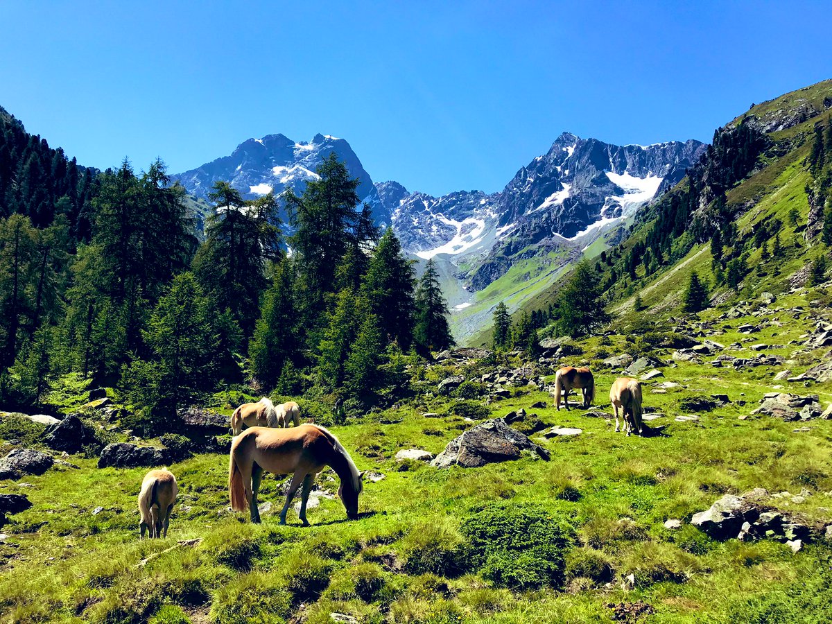 Klostertalfan's tweet photo. 3 Almen wandeling. Prachtige route! #Pitztal #Neubergalm #Tiefentalalm #ArzlerAlm #Oostenrijk https://t.co/VDNRPI2Erc