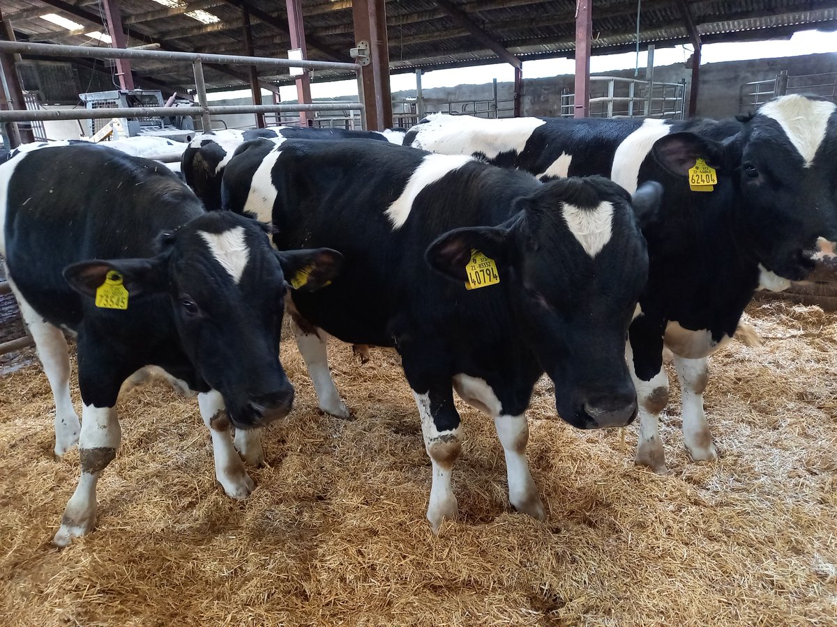 STAFLTD15's tweet photo. Friesian bulls bought in March at avg weight of 70kg. Fed a high protein/ high energy calf mix until May and moved onto our Moist Super Beef blend. Now weighing 270kg with a 1.55kg DLWG #beef #bullbeef #farming https://t.co/yAaAC6b4zB