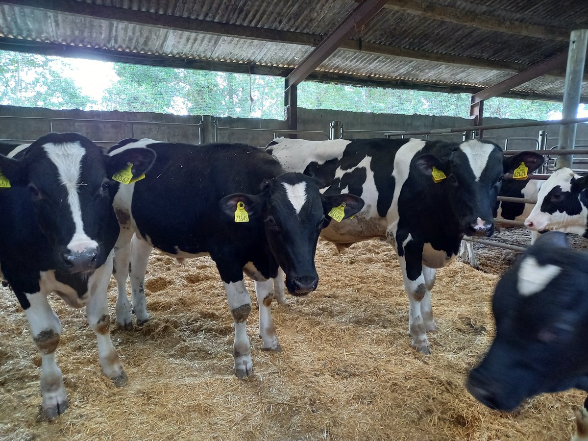 STAFLTD15's tweet photo. Friesian bulls bought in March at avg weight of 70kg. Fed a high protein/ high energy calf mix until May and moved onto our Moist Super Beef blend. Now weighing 270kg with a 1.55kg DLWG #beef #bullbeef #farming https://t.co/yAaAC6b4zB