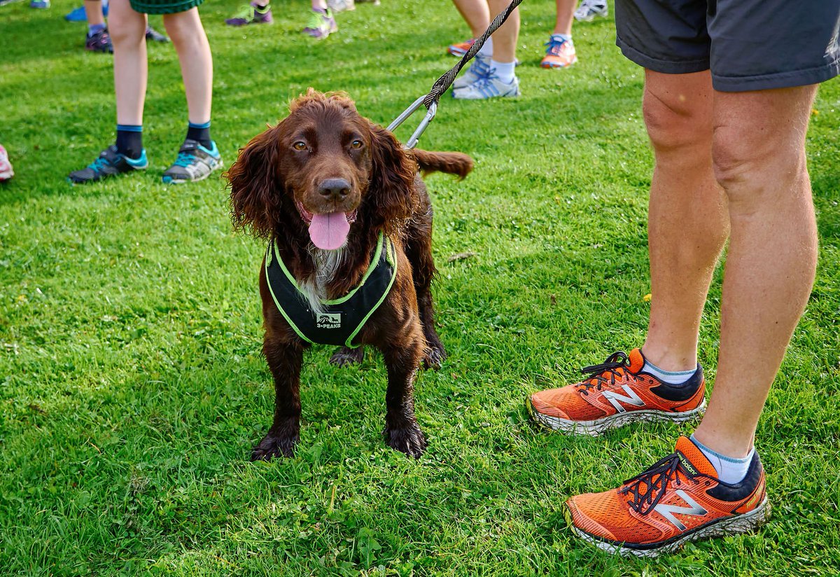 parkrunUK's tweet photo. It's time for another pup-date 🐶

Post your photos of all your barkrunners below! 🐩

We want to know:

💬 Name:
🌳 Number of parkruns:
😍 If they're a good doggy!

🌳 #loveparkrun https://t.co/IxWIYh3qwY
