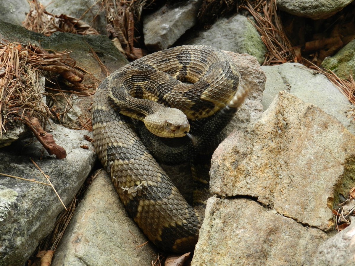 #1: Snakes, and timber rattlesnakes (Crotalus horridus) in particular, help limit the occurrence of Lyme’s disease. They prey on small mammals and reduce the number of ticks that transmit the disease. A reminder of how important biodiversity is for human health!  #NatureNerding101