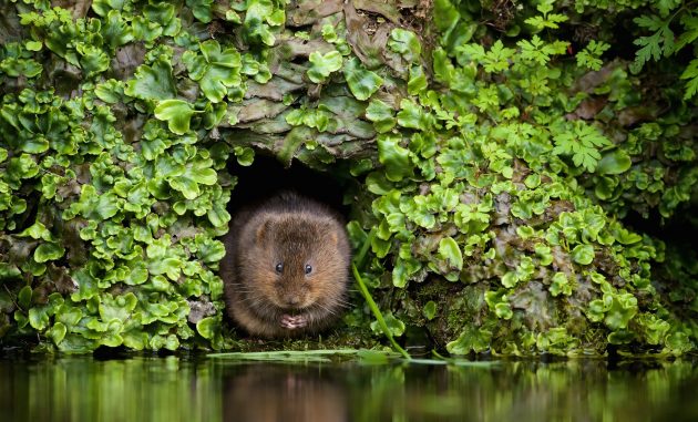 Discover the six amazing creatures you might spot at Britain’s riverbanks ow.ly/vJKp102jp4e