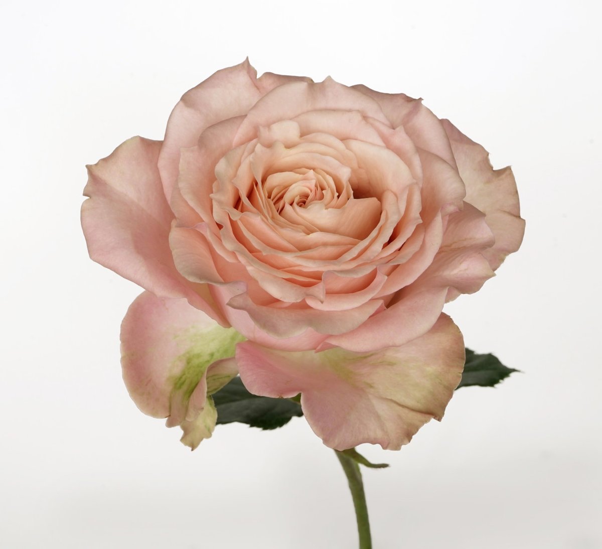 Picture dunes of cream-colored, faintly golden sand swept into undulating curves, and you will understand how Sahara Sensation got her name. She has a vase life of 10 days and no fragrance. bit.ly/3hFblSh. #saharasensationrose #gardenroses #rose #flowers