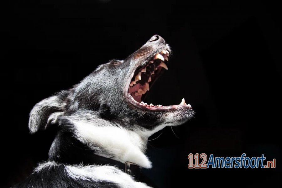 Vrouw (77) gebeten door hond in de wijk Vathorst. 112Amersfoort.