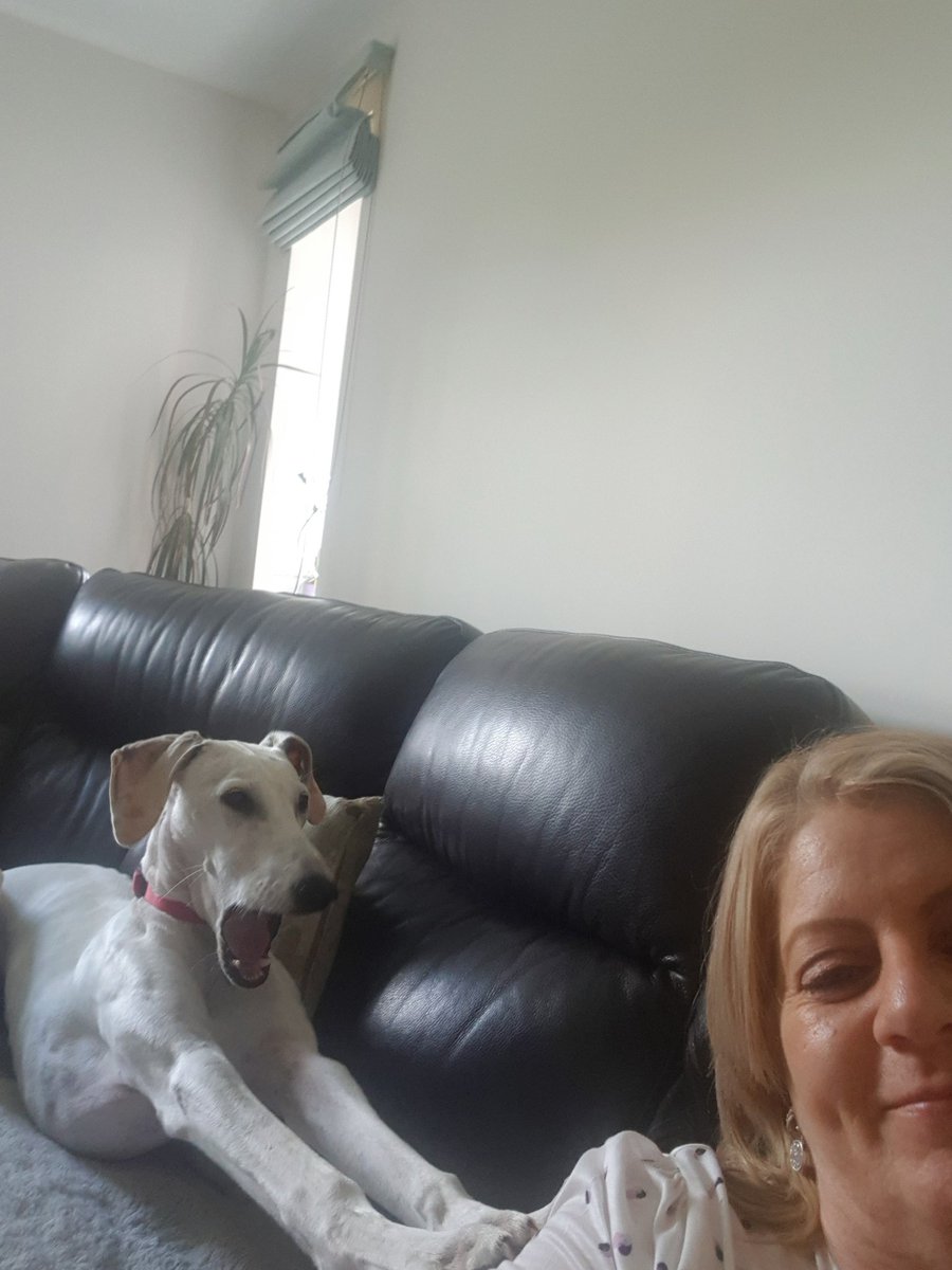 CllrDTaylor's tweet photo. Trying to read my Police &amp; Crime Panel agenda papers but someone else wants to play! #WorkFirstThenPlay #WorkingFromHome #politicsandpuppies https://t.co/SoHdHHRtI5
