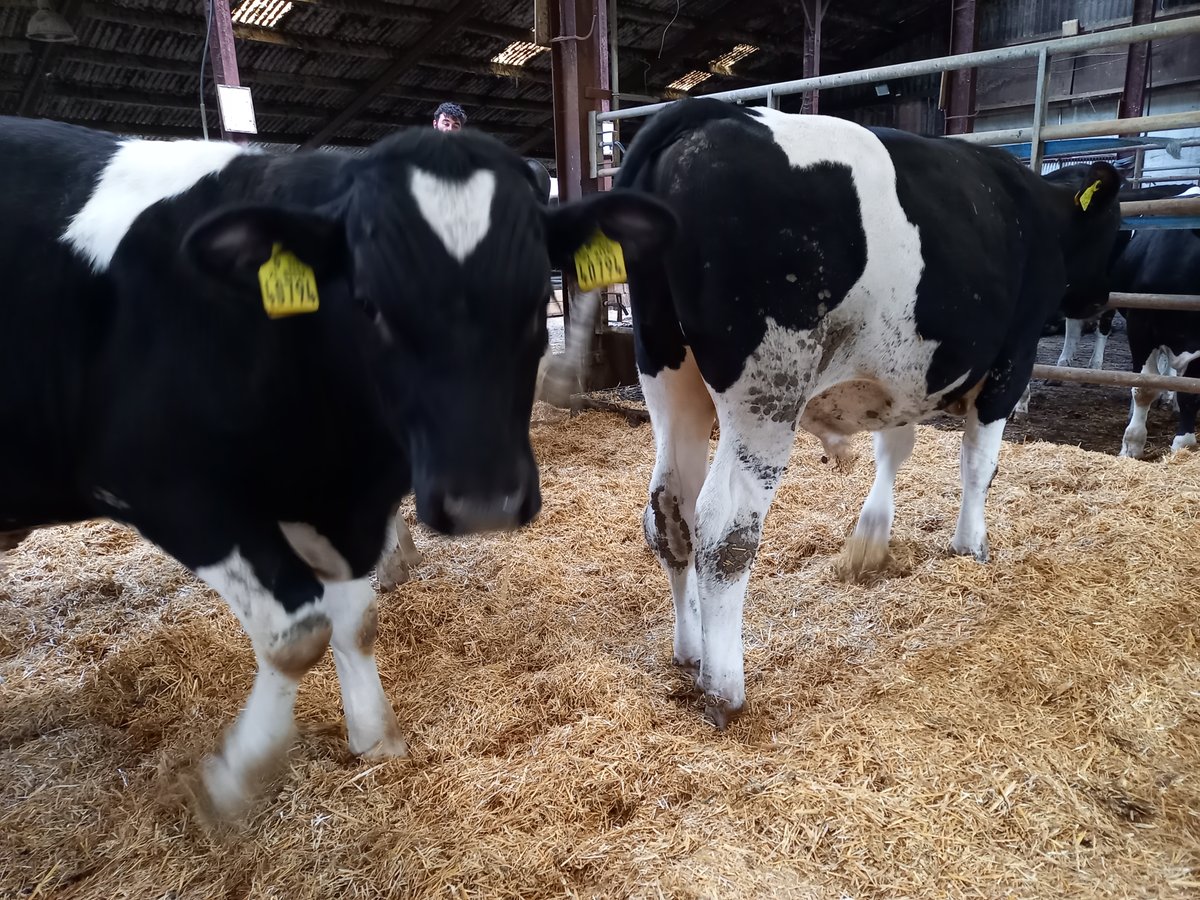 STAFLTD15's tweet photo. Friesian bulls bought in March at avg weight of 70kg. Fed a high protein/ high energy calf mix until May and moved onto our Moist Super Beef blend. Now weighing 270kg with a 1.55kg DLWG #beef #bullbeef #farming https://t.co/yAaAC6b4zB