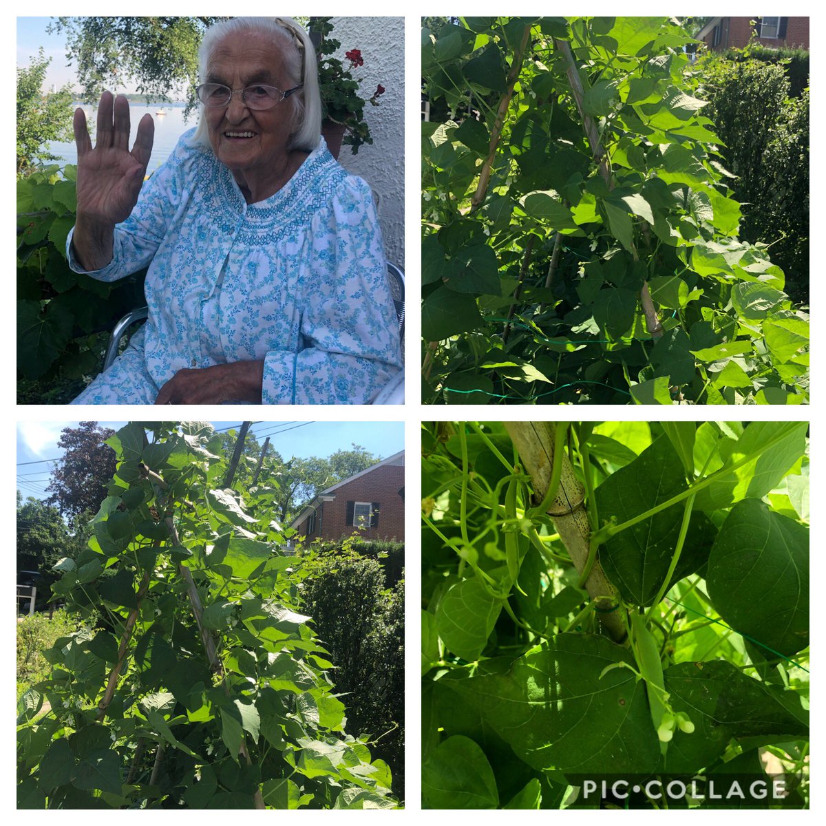 LidiaBastianich's tweet photo. Grandma is saying hello to everybody and be safe. Doing well, every morning after breakfast she sits outside before the temperature raises. At 99 and as they say, she still has all her marbles, bosses me on how to take care of the vegetable garden, plenty of string beans soon. https://t.co/w6cxuJh2X2
