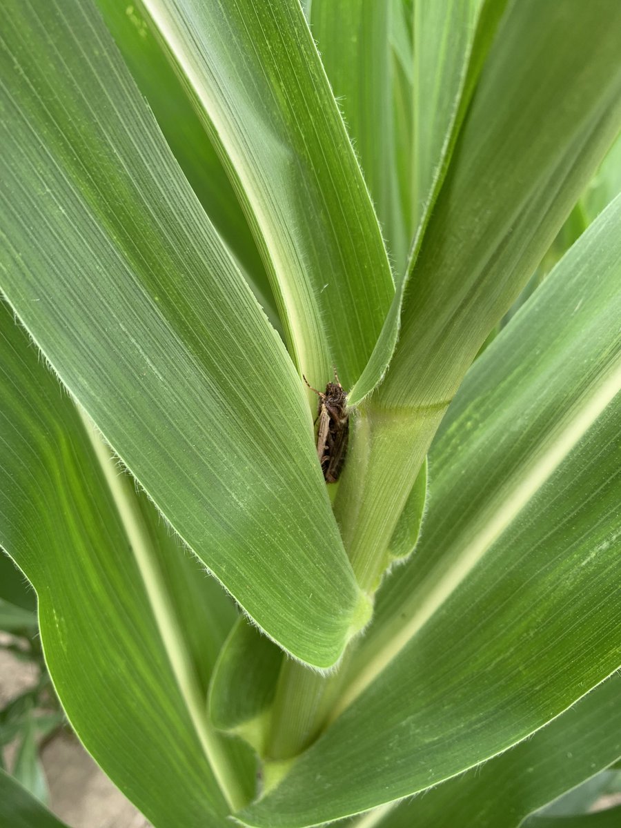 Well hello there.
Good thing this is a field of P9946AML. The Leptra gene will take care of your offspring! #WBC #Leptra <a href="/PioneerSeedsCA/">Pioneer Seeds Canada</a> <a href="/CortevaCA/">Corteva Canada</a>