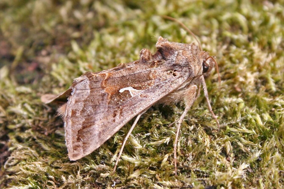 Moth trapping technique - leave your bathroom light on and window open at night. Bear in mind that you also have to get them out again! A fun idea if you don't have an outdoor space and want to join Moth Night 27th-29thJuly Photo: Silvery Y, Autographa gamma. Credit: Tim Ransom