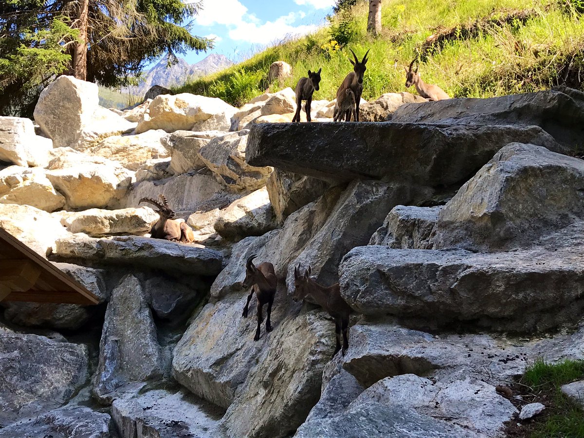 Klostertalfan's tweet photo. Mooie wandeling hoog boven het Pitztal langs 3 Almen. Op terugweg komen we langs steenbokcentrum in St Leonhard #Pitztal https://t.co/C1p58YZEES
