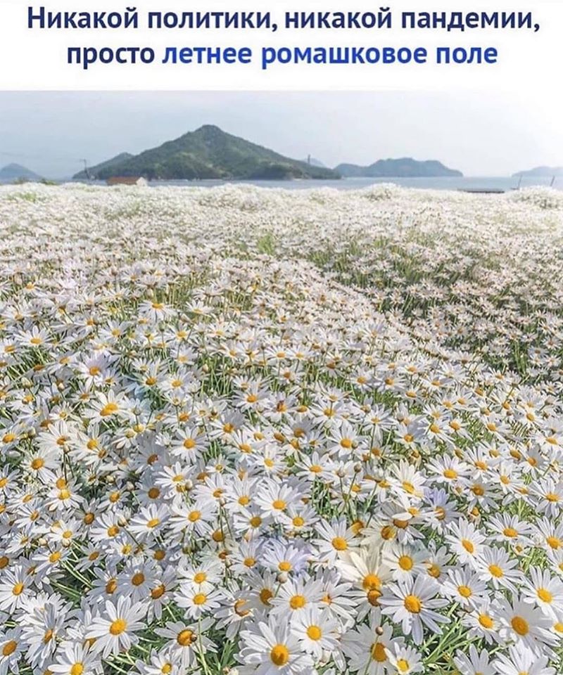 Как их много мои любимые ромашки!!!