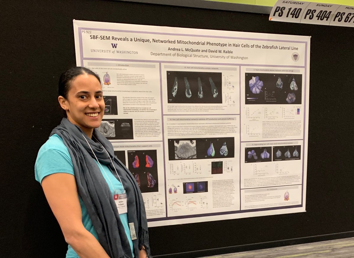 Hi, Andrea here! Postdoctoral fellow at UW, Seattle. I studied mechanisms of NMDAR trafficking for my PhD, and now studying mitochondria in hair cells. My research goal is to help elucidate the roles of organelles in excitable cells. @BlackInNeuro #BlackNeuroRollCall