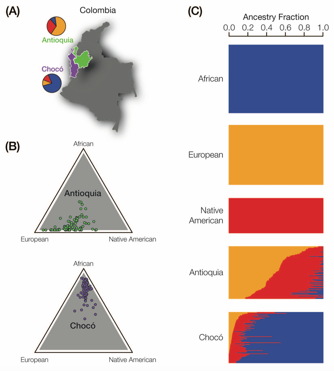 ensembl's tweet photo. Phenotypic consequences of #genetic divergence between two #Colombian admixed Latin American populations: Antioquia and Chocó
@GenomeBiolEvol #Colombia
https://t.co/mBWxJSrtSJ
#UsingEnsembl #UsingBioMart #BioMart https://t.co/hqgNMF7vVC