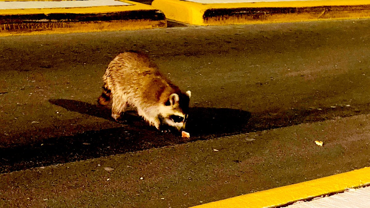 jaysonstreet's tweet photo. Welp no comet sightings but we did get to feed the raccoons! I think @Ell_o_Punk enjoyed that more than standing around in the dark getting bit!.... by mosquitoes. 😜 #IsolatedHackerAdventures https://t.co/KLX5kMlrdm